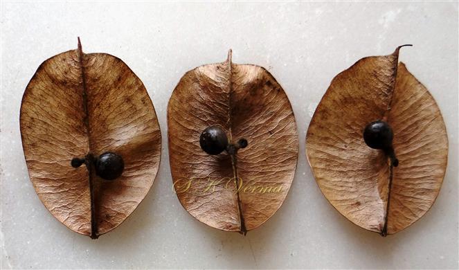  Three valves of schizocarpic capsule